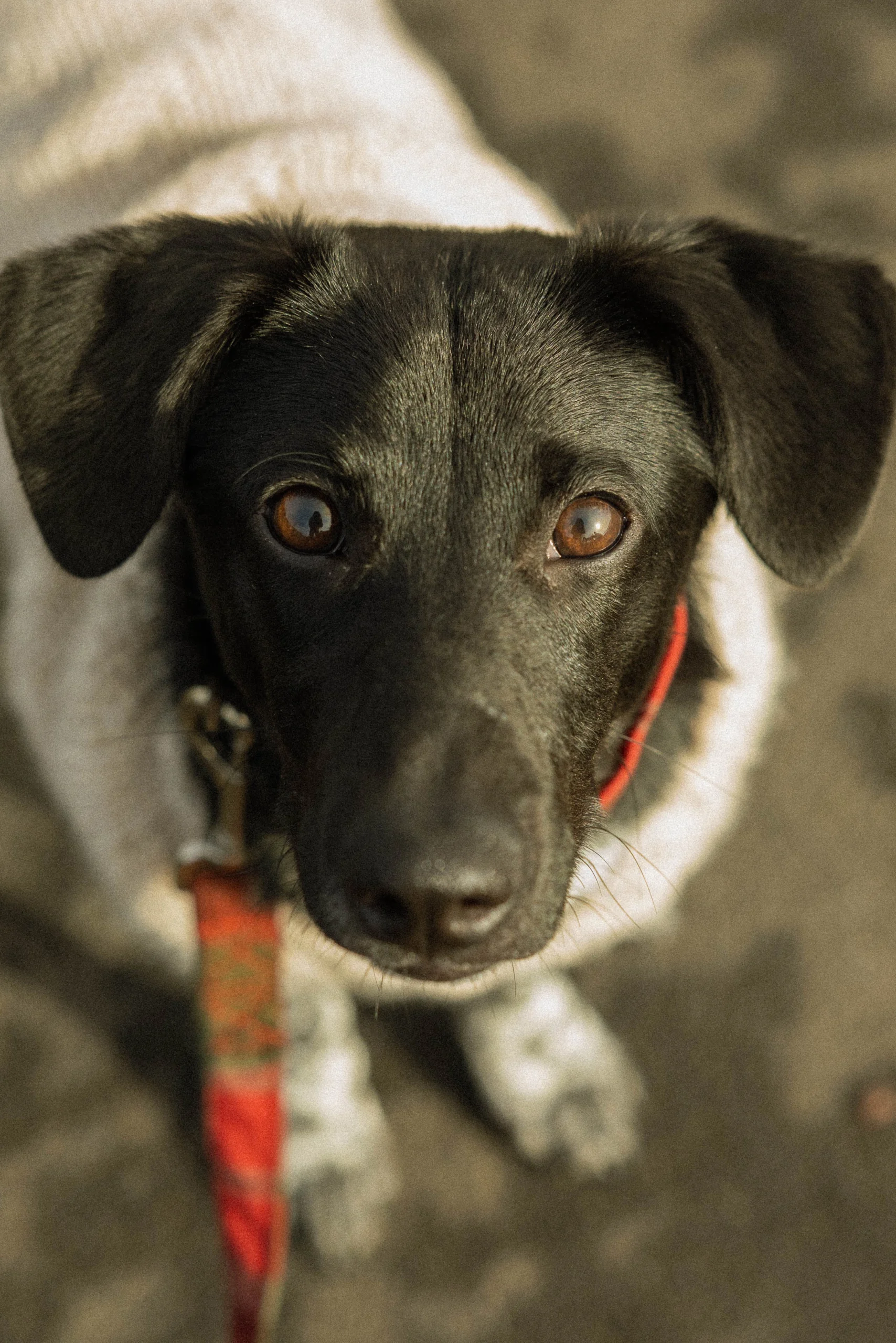 SadoProfile
